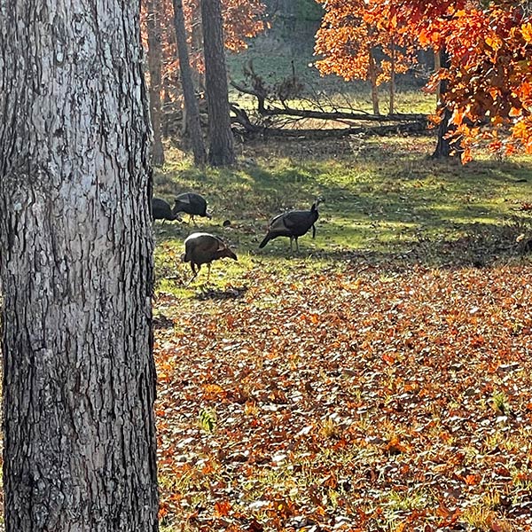 Fall Turkey walking through the woods