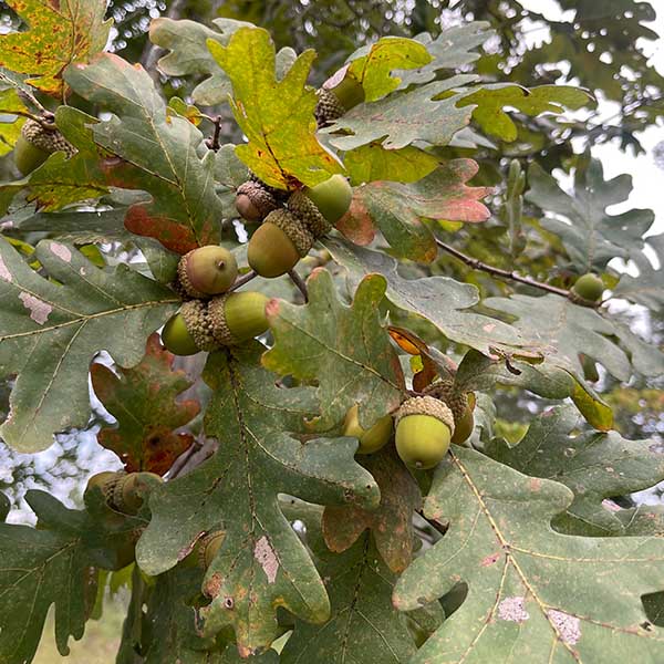 Acorns still connected to the tree