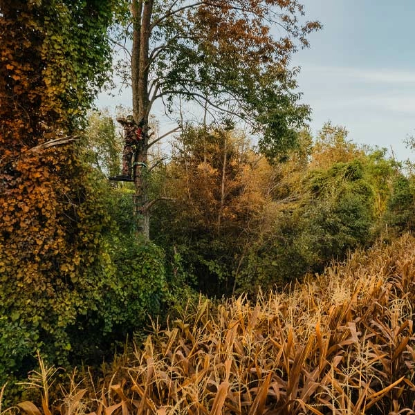 Is Early Season The Best Time To Harvest Does