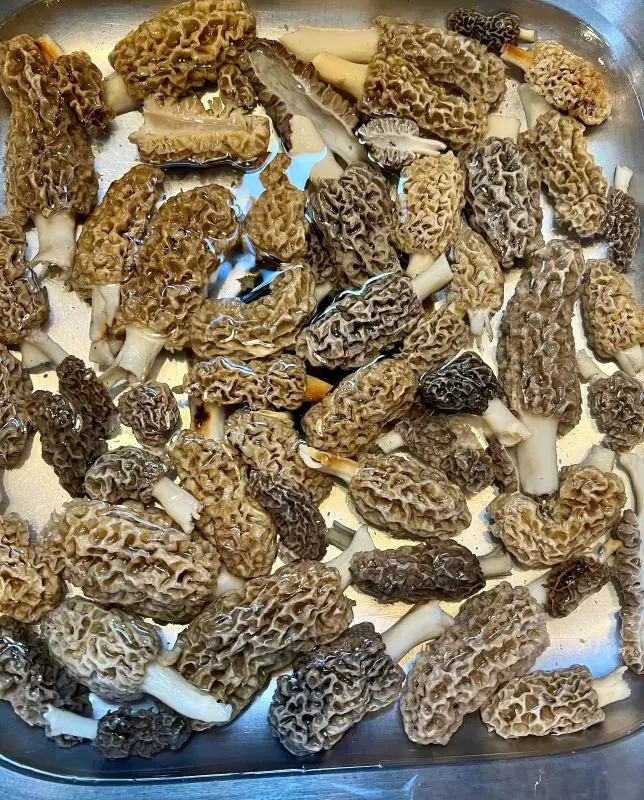 Morel Hunting Basics