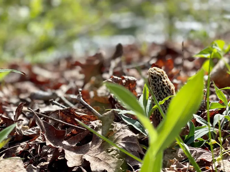 Morel Hunting Basics
