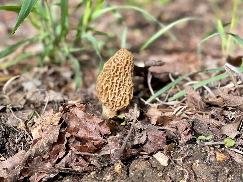 Morel Hunting Basics