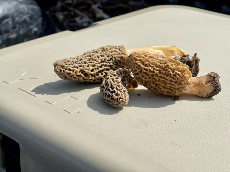 Morel Hunting Basics