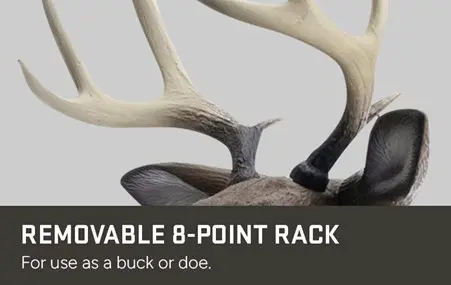 The Buck Is Back!