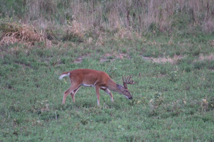 3 Ways To Harvest A Velvet Buck