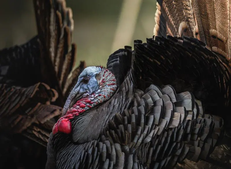 A Finisher's Mindset