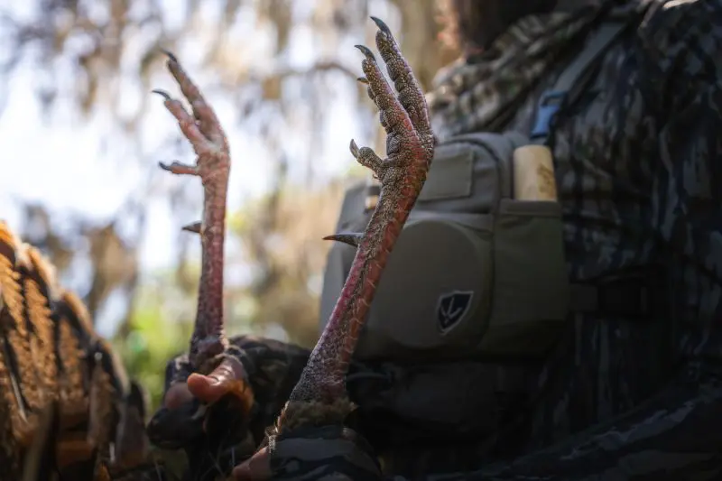 How To Kill A Gobbler Within The First 30 Minutes Of The Day