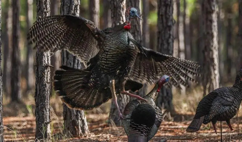 Best Early Season Decoy Setups