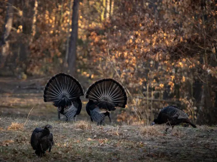 5 Mistakes April Turkey Hunters Make And How To Prevent Them
