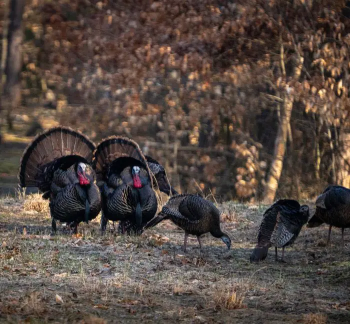 Giving Up The Ghost In The Timber