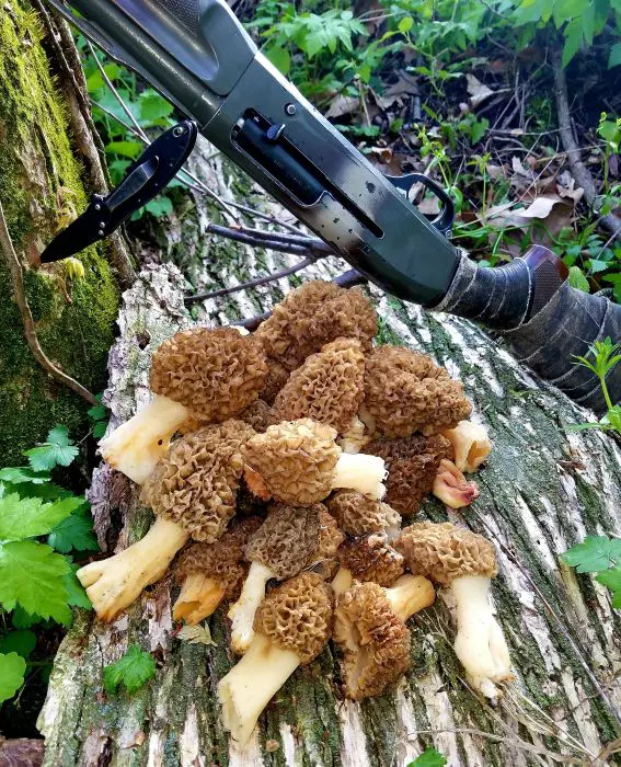 Giving Up The Ghost In The Timber