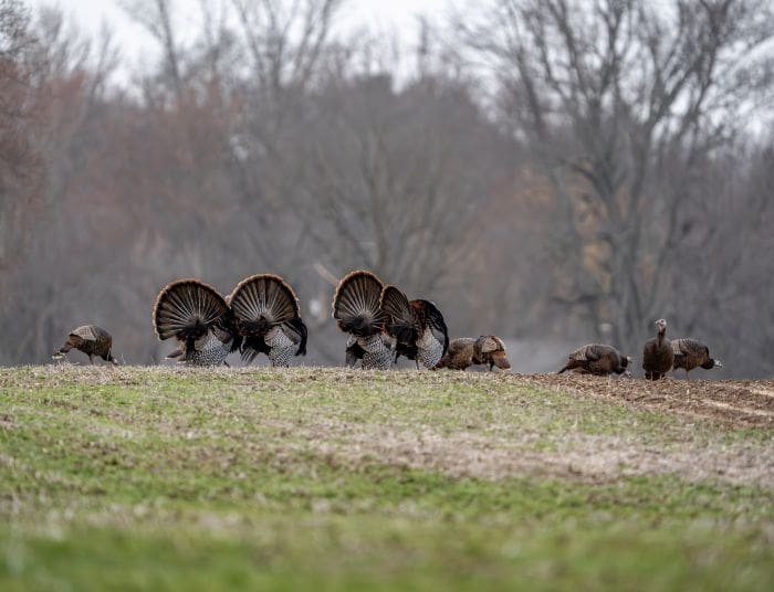 Best States To Turkey Hunt In May