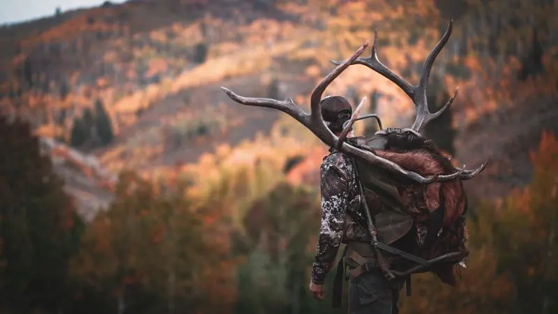 September And October Elk Calling Tips For Public Land
