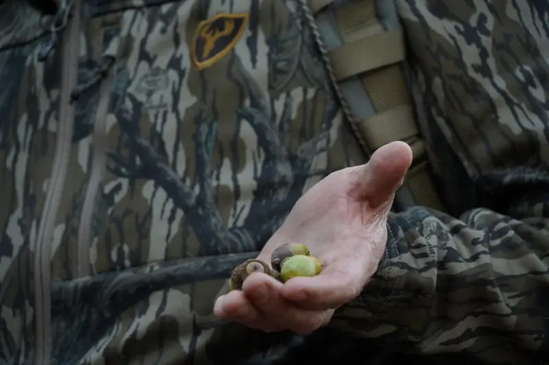 Acorns Change Everything
