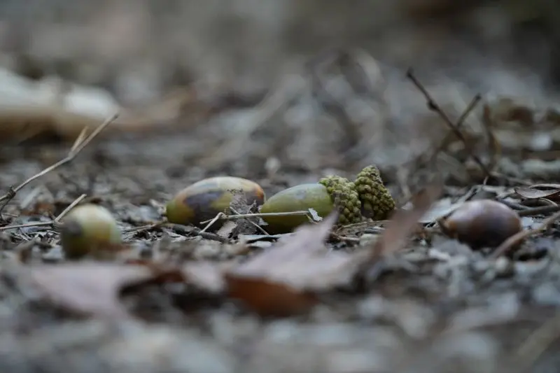 Acorns Change Everything